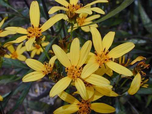 Bidens micrantha